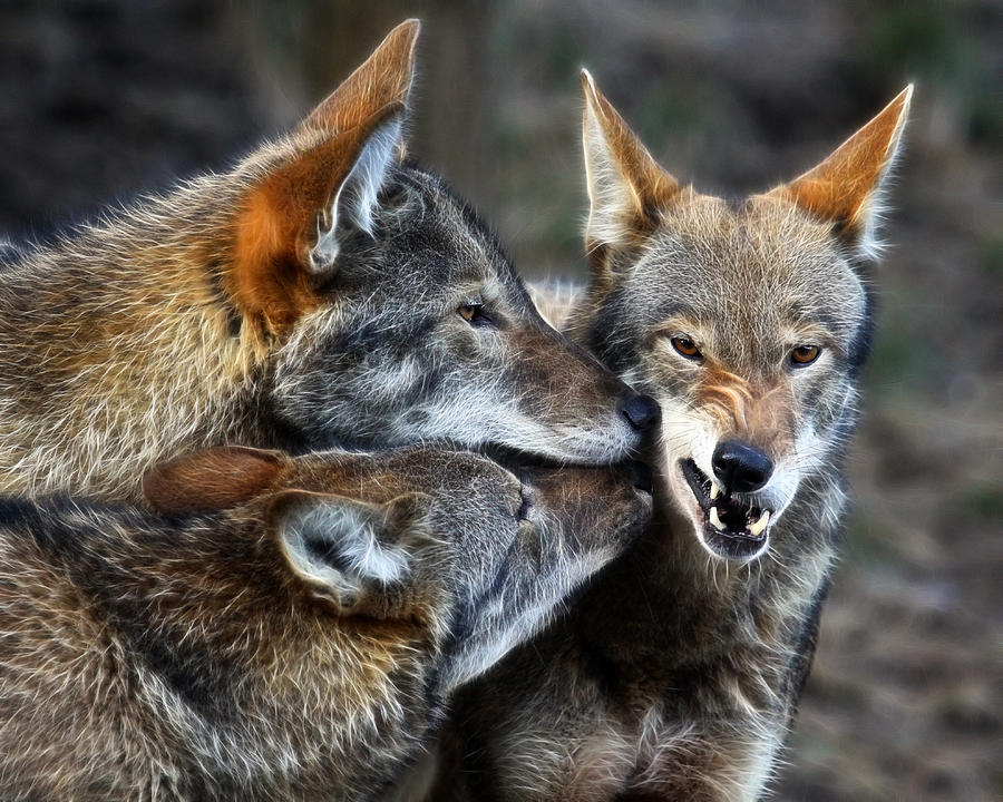 Three Bad Wolves Photograph by Steve McKinzie