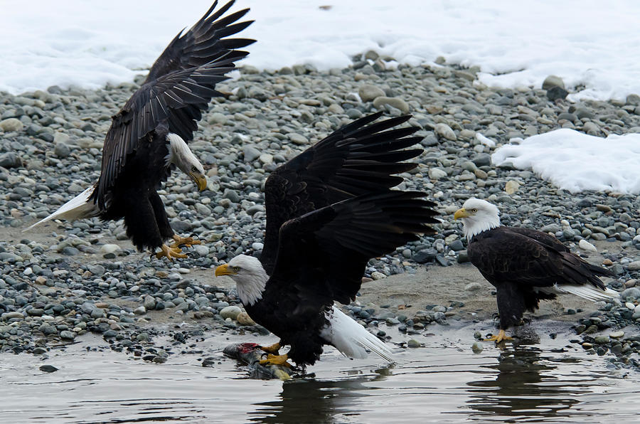 Three Bald Eagles Disputing A Fish Photograph by Mark Newman Three Bald Eagles Disputing A Fish Photograph by Mark Newman