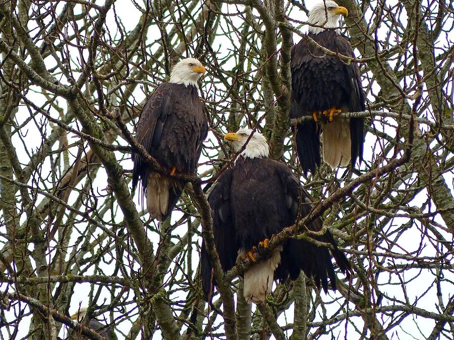 Three Bald Eagles On A Tree Photograph