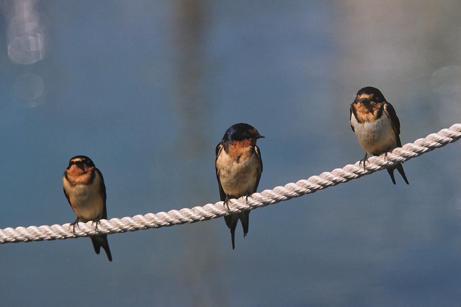 Three Barn Swallows on a Dock line Photograph by John Harmon