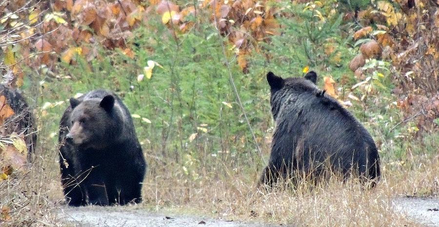 Three Bears Photograph by Cathy MacMillan - Fine Art America