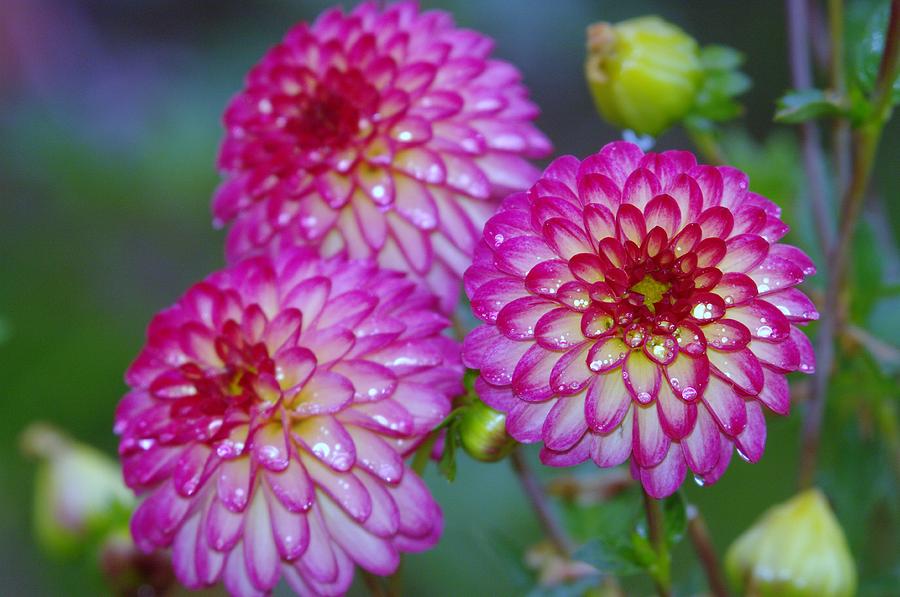 Flower Photograph - Three Beauties by Jeff Swan
