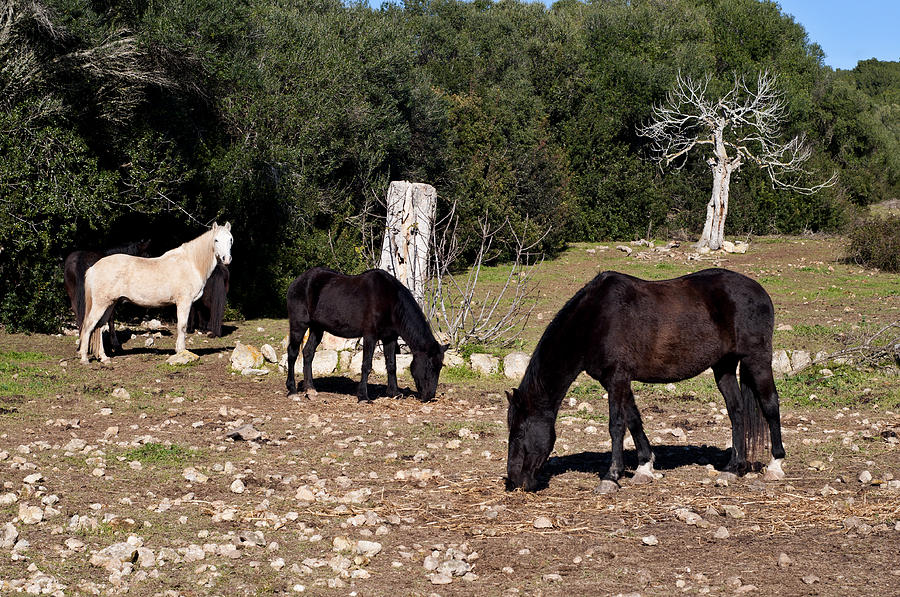 Three different color horses - Three beside the tree Photograph by Pedro Cardona Llambias