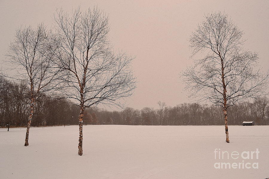 Three Birch Trees in Winter Photograph by Amy Lucid