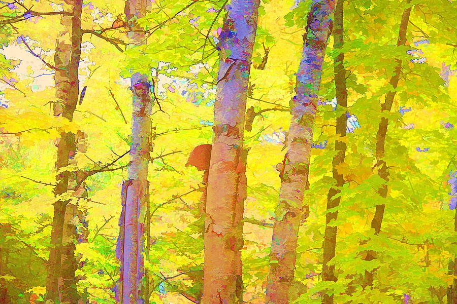 Three Birches In Wow Color Digital Art