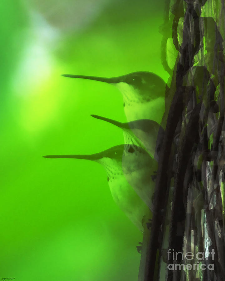 Three  Bird Photograph by Lizi Beard-Ward