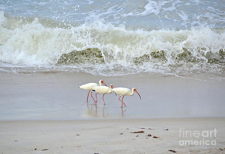 Three Birds And A Beach Photograph by Carol  Bradley