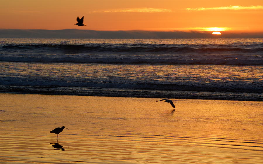 Three Birds at Sunset Photograph by AJ  Schibig