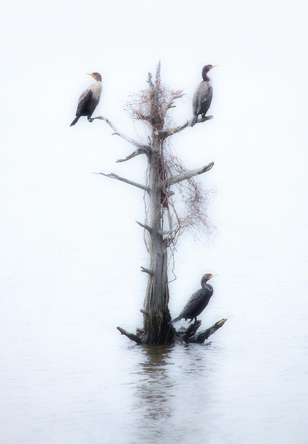 Three Birds in a Tree - Outer Banks Painting by Dan Carmichael
