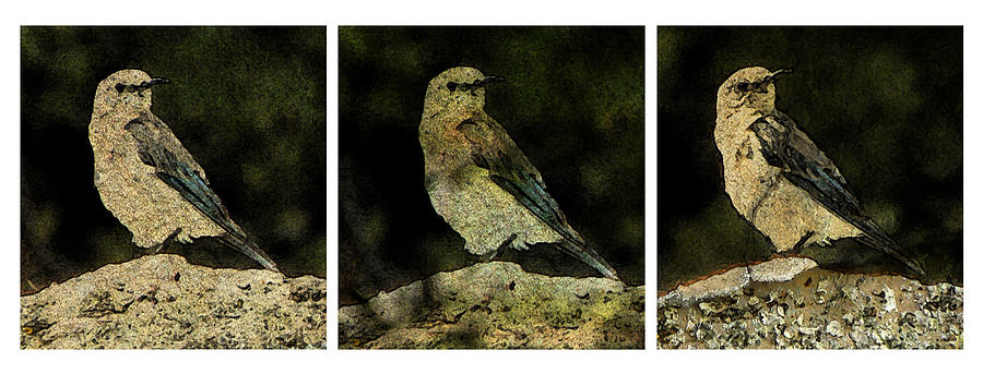 Bird Photograph - Three Birds by John Goyer