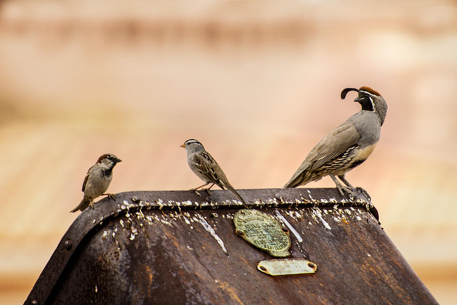 Three Birds on an Ore Cart Photograph by Onyonet Photo studios