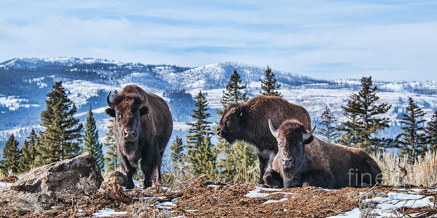 Three Bison Photograph by Gary Beeler