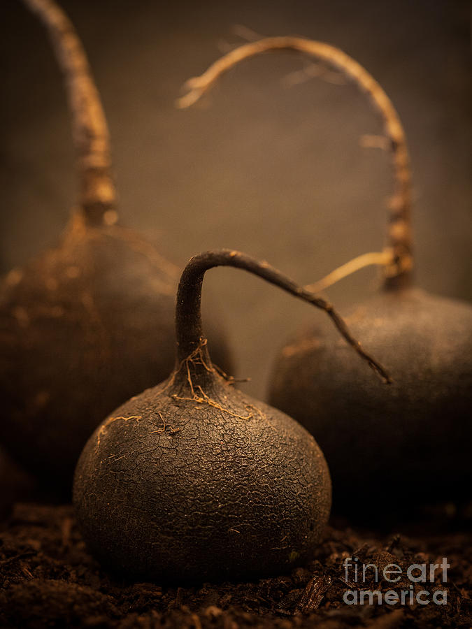 Three Black Radish Portrait by Patricia Bainter Three Black Radish Portrait by Patricia Bainter