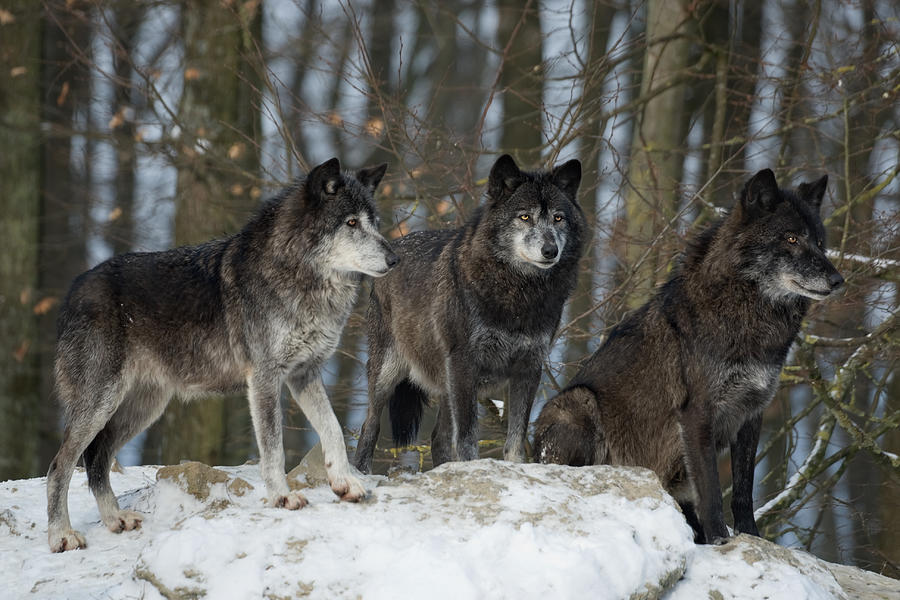 Three Black Wolves Photograph by Andyworks