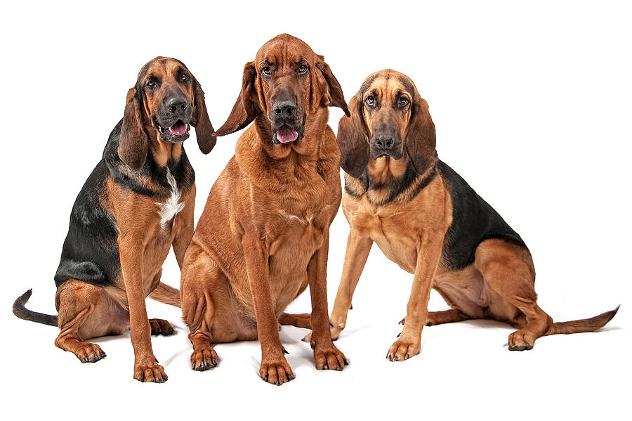 Dog Photograph - Three Bloodhound Dogs Isolated on White by Good Focused
