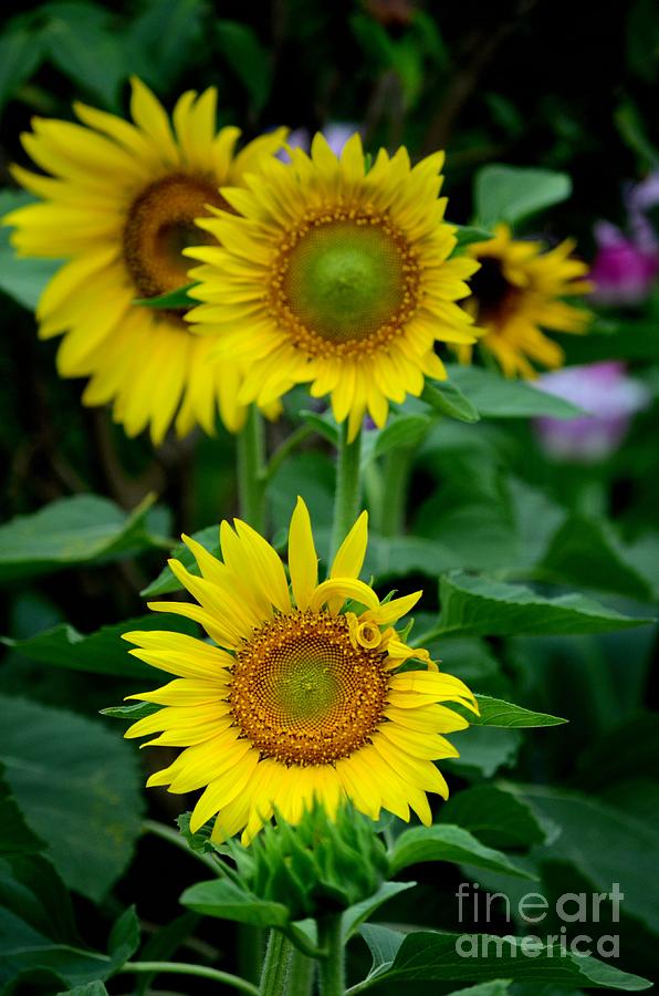 Three Blooming Yellow Sunflowers  Photograph by Imran Ahmed