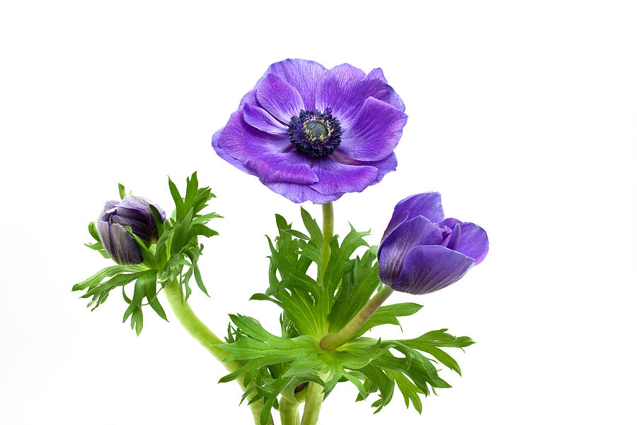three blue Anemone flowers Photograph by Ursula Alter