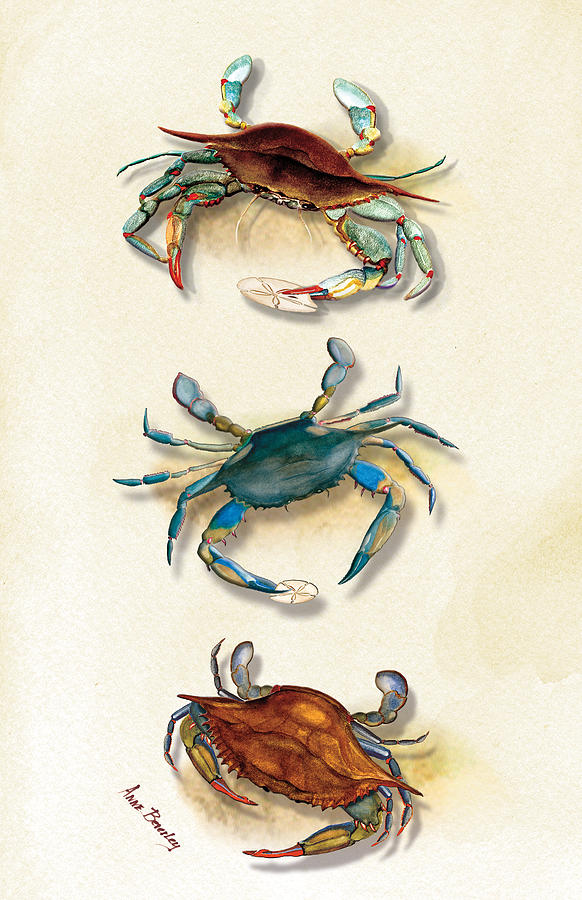 Three Blue Crabs Painting by Anne Beverley-Stamps