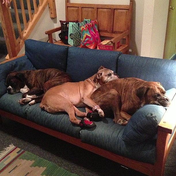 Buddies Photograph - Three Boxer Pups On A Couch. #buddies by Marie Bean