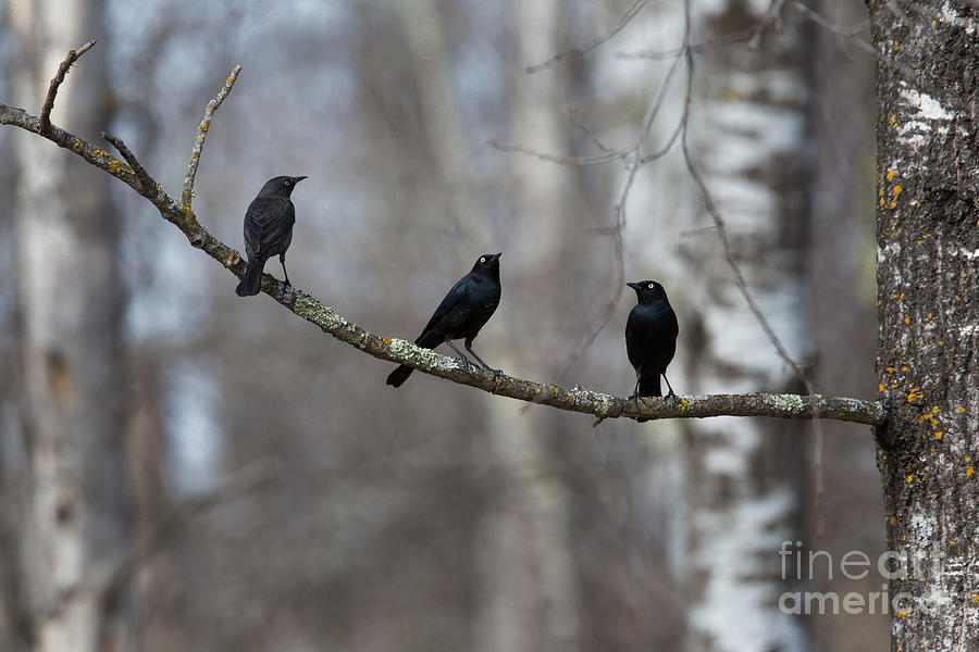 Blackbird Photograph - Three Brewers Blackbirds On A Limb by Linda Freshwaters Arndt