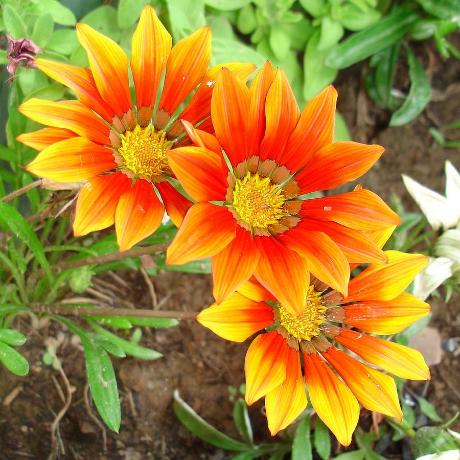 Three Bright Colored Gazania Flowers and Garden Photograph by Taiche Acrylic Art