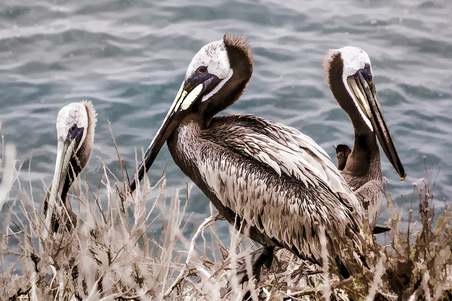 Three Brown Pelicans Digital Art by Photographic Art by Russel Ray Photos