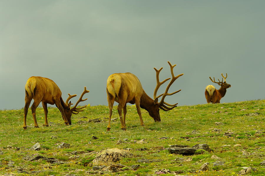Three Bull Elk Grazing Photograph