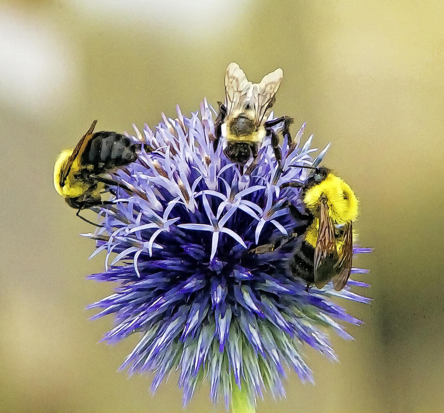 Three Bumble Bees On Globe Allium Photograph by Constantine Gregory