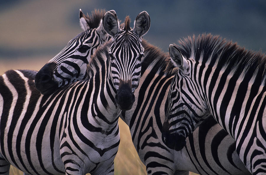 Three Burchells zebras (Equus burchelli) huddling together, Kenya Photograph by Anup Shah