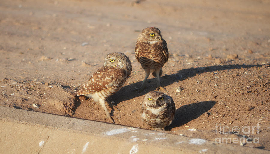Three Burrowing Owls Photograph by Donna Greene