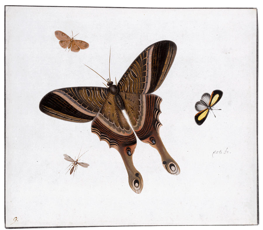 Three Butterflies and a Gnat Painting by Herman Henstenburgh