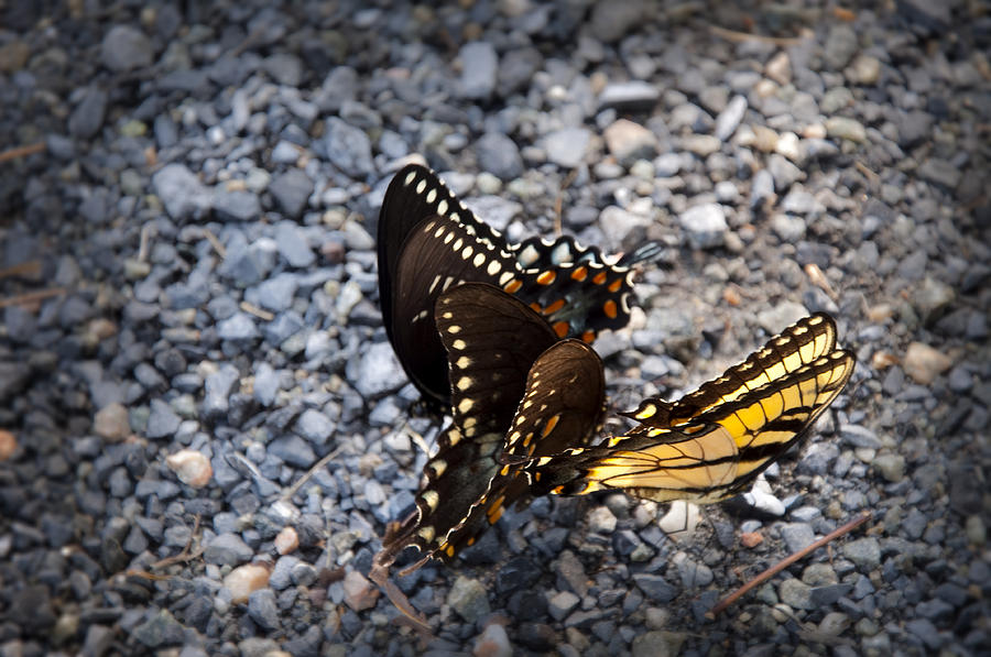 Three Butterflys Photograph by Bill Cannon