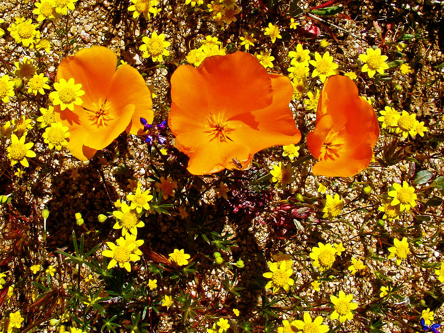 California Photograph - Three California Poppies among Goldfields in Antelope Valley California Poppy Reserve by Ruth Hager