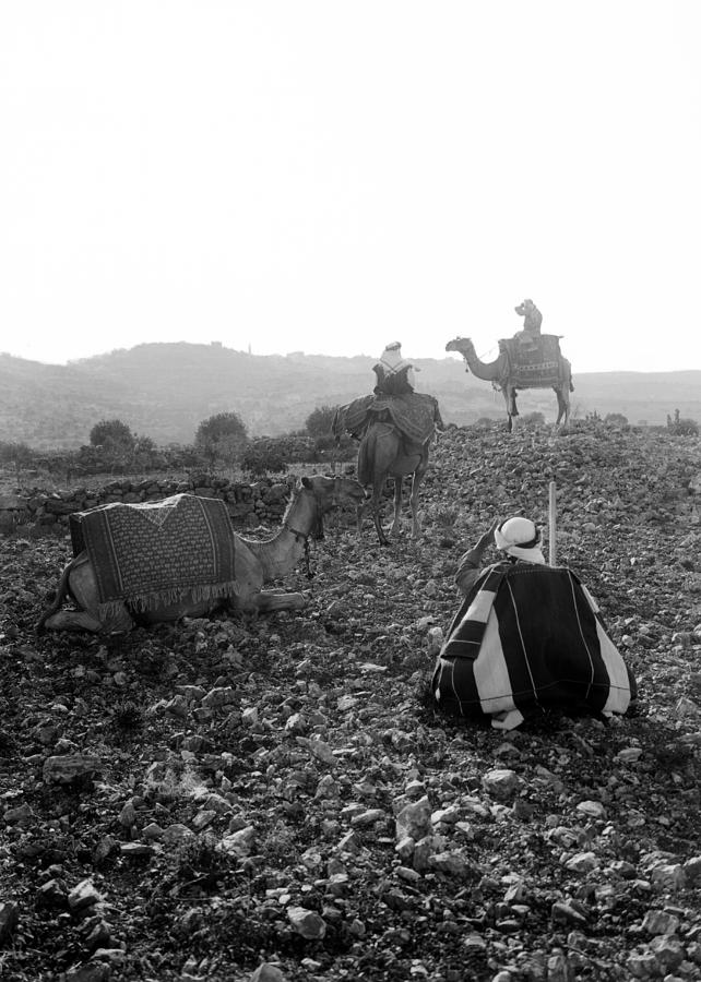 Three Camels Photograph by Munir Alawi