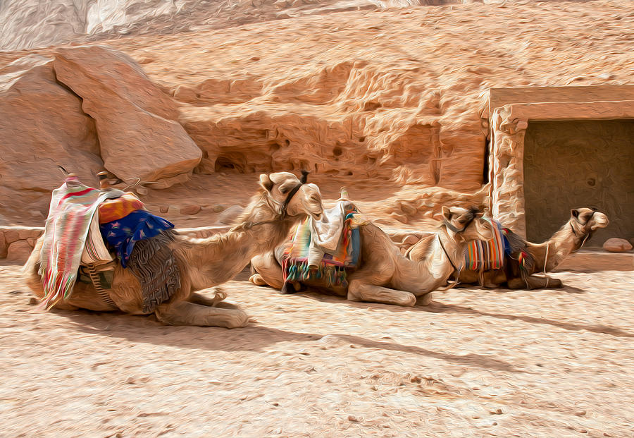 Three Camels Resting Digital Art by Roy Pedersen