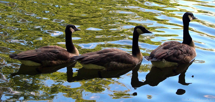 Three Canadian Geese Photograph by Deborah Fay Baker