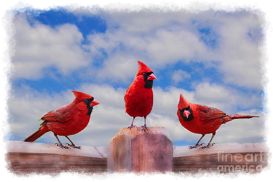Three cardinals on fence Photograph by Dan Friend