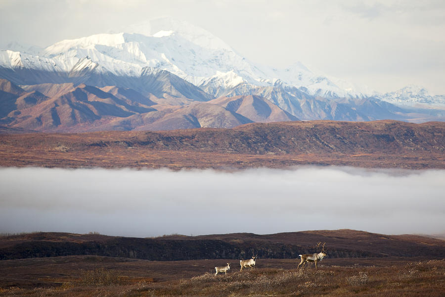 Three Caribou Stand On Ridge In Photograph by Doug Lindstrand