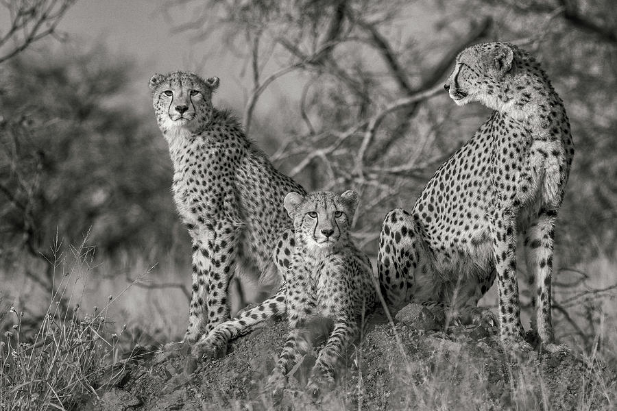 Nature Photograph - Three Cats by Jaco Marx