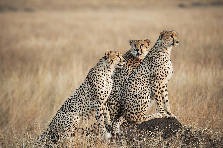 Animal Photograph - Three Cheetahs Standing Together With A by Diane Levit