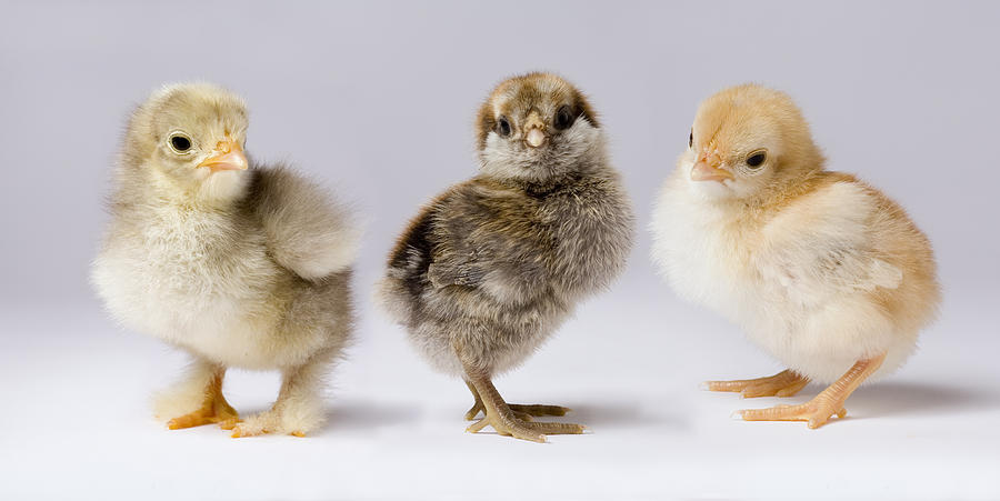 Three Chicks Gallus Domesticus Photograph by Michael Durham
