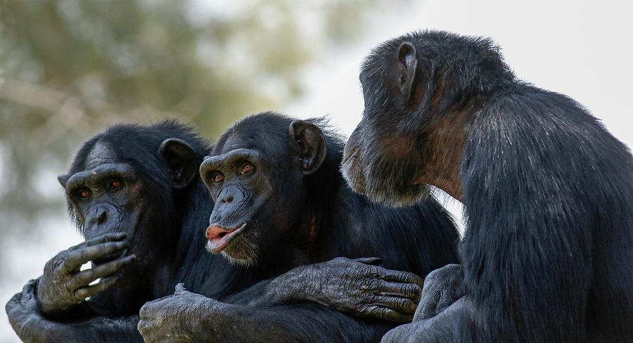 chimpanzee size and weight chimpanzee size and weight