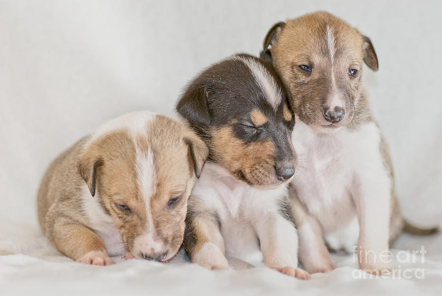 Dog Photograph - Three collie puppies by Martin Capek