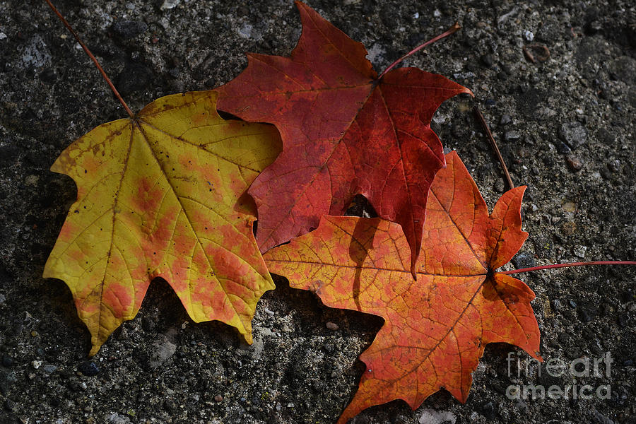 Three Color Leaves Photograph by Amy Lucid