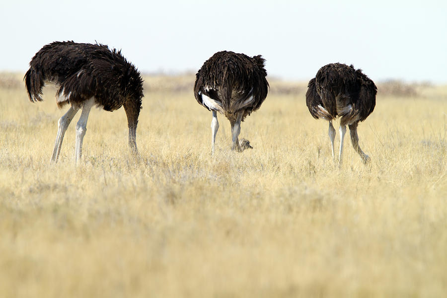 Three Common Ostrichs, Etosha National Park, Namibia Photograph by Angelika