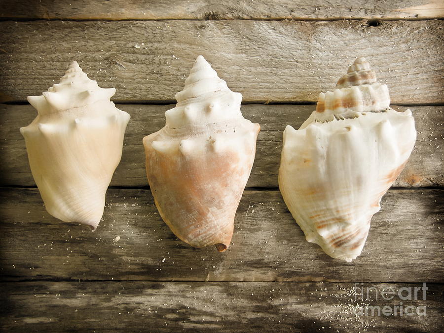 Three Conch Shells Photograph by Colleen Kammerer