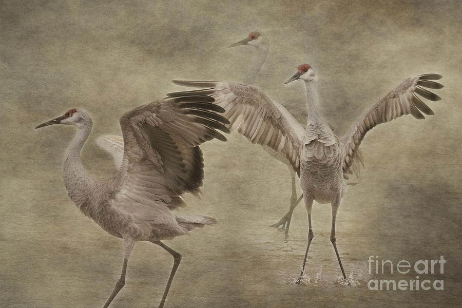 Three Cranes Dancing Photograph by Pam  Holdsworth