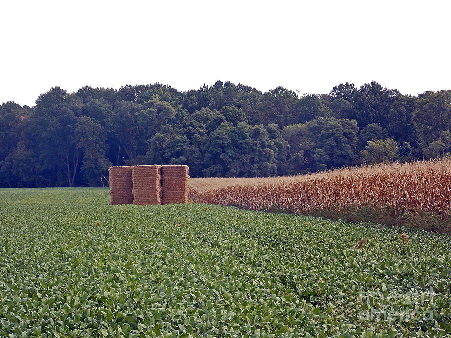 Farm Photograph - Three Crops by Skip Willits
