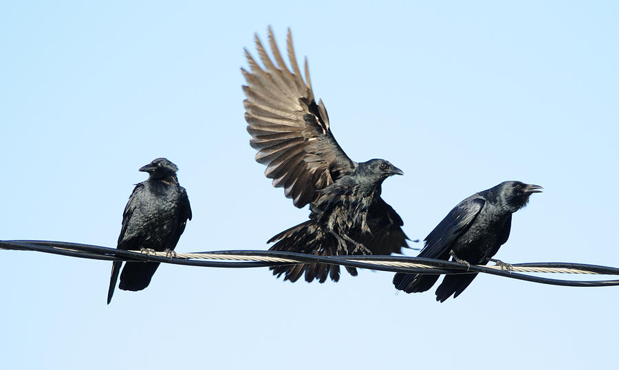 Three Crows on a Wire. Photograph by Bradford Martin
