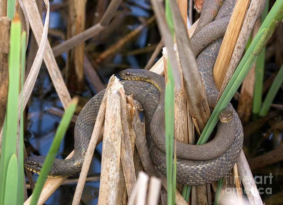 Three Cuddling Snakes Photograph by Jeannette Hunt